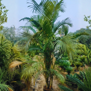 aerica palm