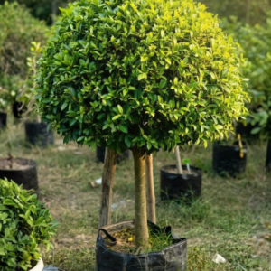 aerica palm (copy)