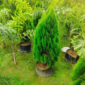 ficus ratushca single boll (copy)